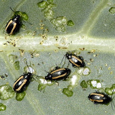 Identifying and controlling flea beetles